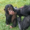 Fine-Looking-Chimpanzee-Available-and-Ready-for-Sale-now-$1500-