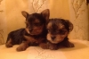 -Yorkshire-Terrier-puppies-or-text-on-323-412-7928