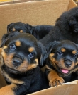 Cutest-Rottweiler-puppies