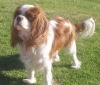 CUTE-AND-ADORABLE-KING-CHARLES-CAVALIER-PUPS-FOR-ADOPTION